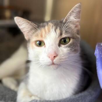 Claire Rose -  Domestic Short Hair Cat Available for Adoption in Chicago, Illinois - Claire Rose | PetCurious