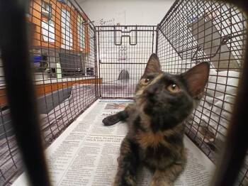 A2480470 -  Domestic Short Hair Cat for Adoption in Fort Lauderdale, Florida - A2480470 | PetCurious