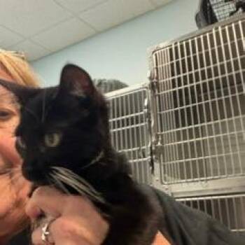 Boots -  Domestic Short Hair Cat for Adoption in Greensboro, Georgia - Boots | PetCurious