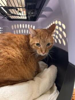 Rufio -  Domestic Short Hair Cat for Adoption in Honolulu, Hawaii - Rufio | PetCurious