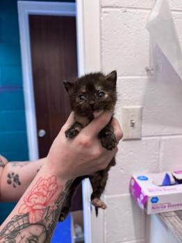 Dorthea -  Domestic Short Hair Cat for Adoption in Johnson City, Tennessee - Dorthea | PetCurious