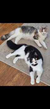 Rescue Domestic Medium Hair Cats for Adoption in Blaine, Minnesota - Smudge & Lilly | PetCurious