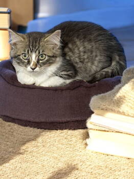 Rescue Domestic Long Hair Cats for Adoption in Champaign, Illinois - Hyacinth | PetCurious