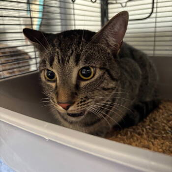 Rescue Domestic Short Hair Cats for Adoption in Dallas, Texas - Berry | PetCurious