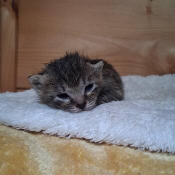 Domestic Short Hair Cats Available for Adoption in Charleston, South Carolina - Mae | PetCurious