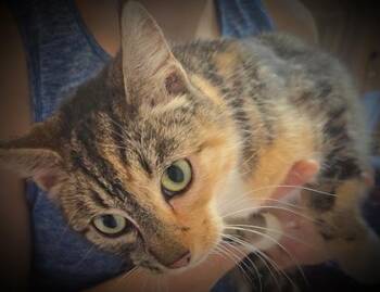Domestic Short Hair Cats Available for Adoption in Klamath Falls, Oregon - Gemma | PetCurious