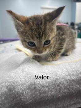 Domestic Short Hair Cats Available for Adoption in Hudson, New Hampshire - Valor | PetCurious