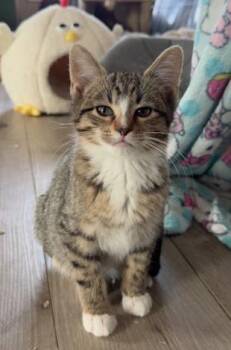Domestic Short Hair Cats Available for Adoption - Taz | PetCurious