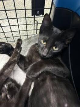 Dash -  Domestic Short Hair Cat for Adoption in Kansas City, Missouri - Dash | PetCurious
