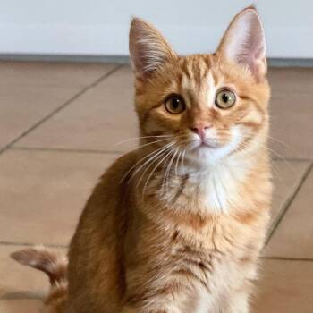 Krobus -  Domestic Short Hair Cat for Adoption in Fenton, Michigan - Krobus | PetCurious