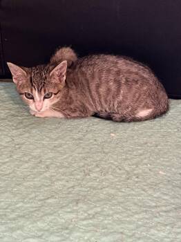 Mountain Bell -  Domestic Short Hair Cat for Adoption in Denver, Colorado - Mountain Bell | PetCurious