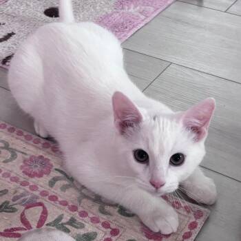 Esso -  Domestic Short Hair Cat for Adoption in Puslinch, Ontario - Esso | PetCurious