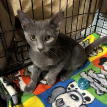 Duke -  Domestic Short Hair Cat for Adoption in Bridgeton, North Carolina - Duke | PetCurious
