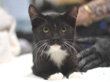 Domino -  Domestic Short Hair Cat for Adoption in Portland, Oregon - Domino | PetCurious
