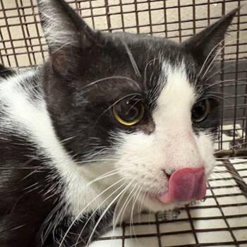 Rescue Domestic Short Hair Cats for Adoption in Yuma, Arizona - Stitch | PetCurious