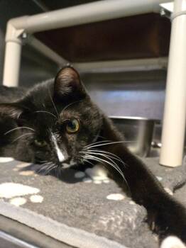 Cholula -  Domestic Short Hair Cat for Adoption in Wheaton, Illinois - Cholula | PetCurious