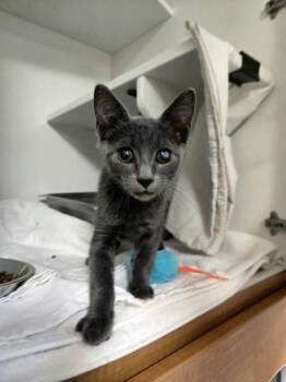 Phineas -  Domestic Short Hair Cat for Adoption in Savannah, Georgia - Phineas | PetCurious
