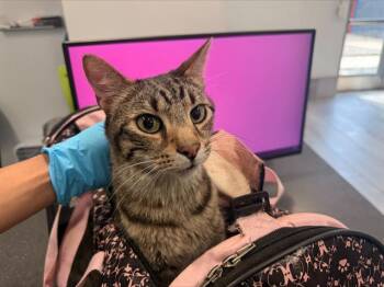 Domestic Short Hair Cats Available for Adoption - MILO | PetCurious