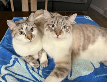 Domestic Short Hair Cats Available for Adoption in Millcreek, Utah - Hina | PetCurious