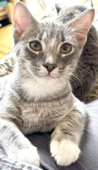 Domestic Short Hair Cats Available for Adoption - Valentino | PetCurious