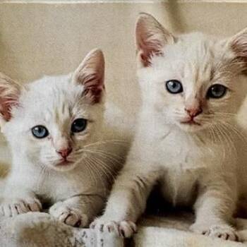 Ember -  Siamese Cat for Adoption in League City, Texas - Ember | PetCurious