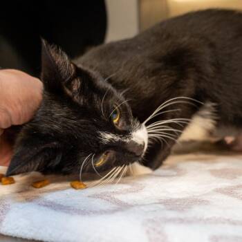 Slay -  Domestic Short Hair Cat for Adoption in Baltimore, Maryland - Slay | PetCurious
