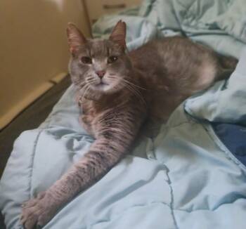 Domestic Short Hair Cats Available for Adoption - Ashes Courtesy Listing | PetCurious