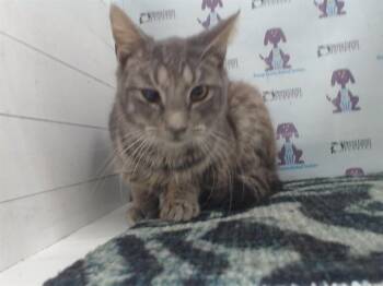 Domestic Short Hair Cats Available for Adoption in Orlando, Florida - SOKKA | PetCurious