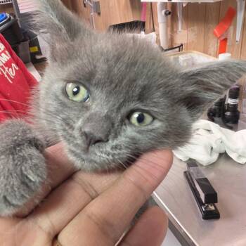Baby Blue -  Domestic Short Hair Cat for Adoption in Leander, Texas - Baby Blue | PetCurious