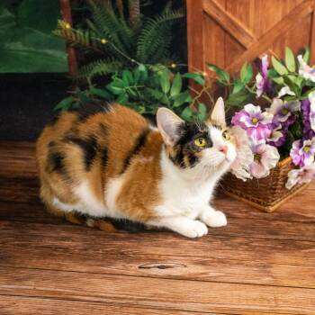 Leia -  Domestic Short Hair Cat for Adoption in Lapeer, Michigan - Leia | PetCurious