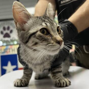 Pepper -  Domestic Short Hair Cat for Adoption in Lufkin, Texas - Pepper | PetCurious