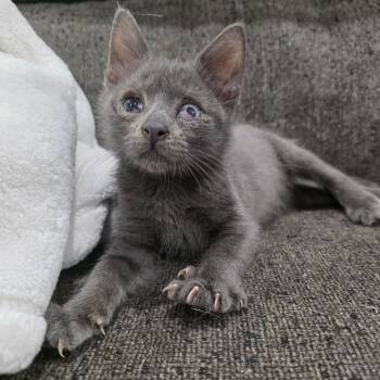 Ezekiel -  Domestic Short Hair Cat for Adoption in Mastic, New York - Ezekiel | PetCurious