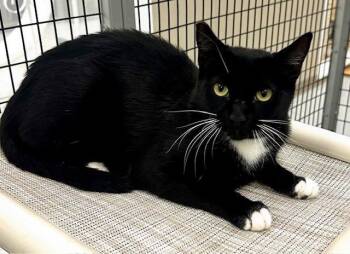 Rescue Tuxedo Cats for Adoption in Westlake Village, California - Catherine | PetCurious