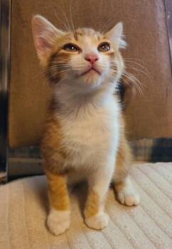 Domestic Medium Hair Cats Available for Adoption in Ogden, Utah - Riley J | PetCurious