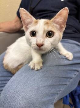SUNSHINE -  Domestic Short Hair Cat for Adoption in Fort Myers, Florida - SUNSHINE | PetCurious