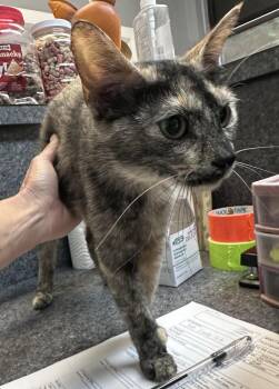 Ava -  Domestic Short Hair Cat for Adoption in Dyersburg, Tennessee - Ava | PetCurious