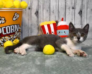Dewey -  Domestic Short Hair Cat for Adoption in Roanoke, Texas - Dewey | PetCurious