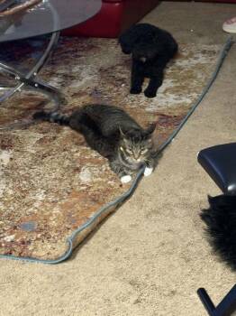 Stella -  Domestic Short Hair Cat for Adoption in Salisbury, North Carolina - Stella | PetCurious