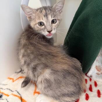 Sallie -  Domestic Short Hair Cat for Adoption in Ojai, California - Sallie | PetCurious
