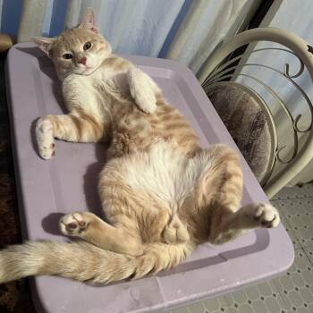 Canelo -  Domestic Short Hair Cat for Adoption in Philadelphia, Pennsylvania - Canelo | PetCurious