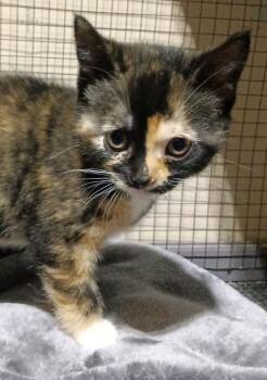 Domestic Short Hair Cats Available for Adoption in Greenwood, Indiana - Suri | PetCurious