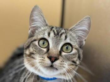 Bear -  Domestic Short Hair Cat for Adoption in Portland, Oregon - Bear | PetCurious