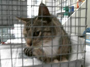 A2078473 -  Domestic Short Hair Cat for Adoption in Houston, Texas - A2078473 | PetCurious
