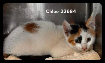 CHLOE (see also CLARA & CLEO) -  Domestic Medium Hair Cat for Adoption in Marietta, Georgia - CHLOE (see Also CLARA & CLEO) | PetCurious