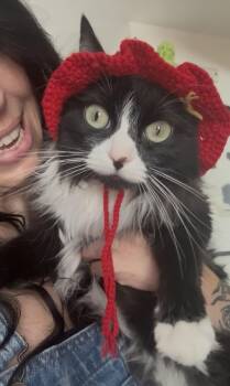 Mochi -  Domestic Long Hair and Tuxedo Cat for Adoption in Cottonwood Heights, Utah - Mochi | PetCurious