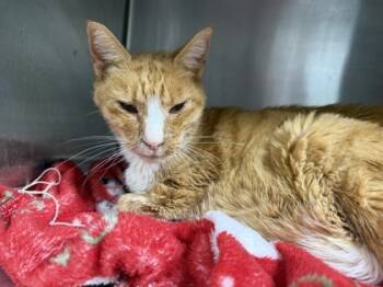 Rescue Domestic Short Hair Cats for Adoption in West Chester, Pennsylvania - Isabella | PetCurious