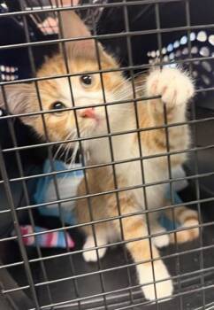 SYLVESTER -  Domestic Short Hair Cat for Adoption in Oklahoma City, Oklahoma - SYLVESTER | PetCurious