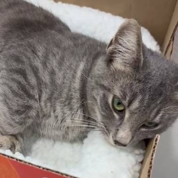 Rescue Domestic Short Hair Cats for Adoption in Brea, California - Starlight | PetCurious