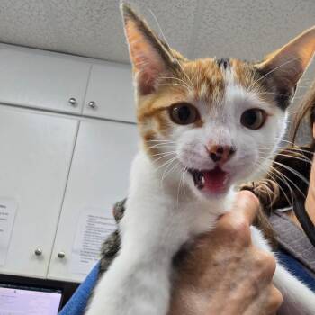 Strawberry -  Domestic Short Hair Cat for Adoption in Fort Bragg, California - Strawberry | PetCurious