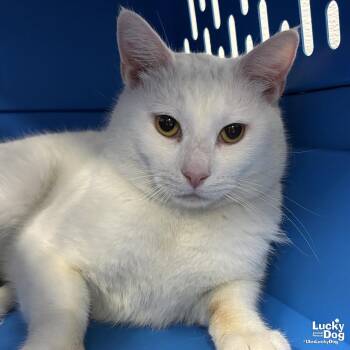 Domestic Short Hair Cats Available for Adoption - Possum | PetCurious